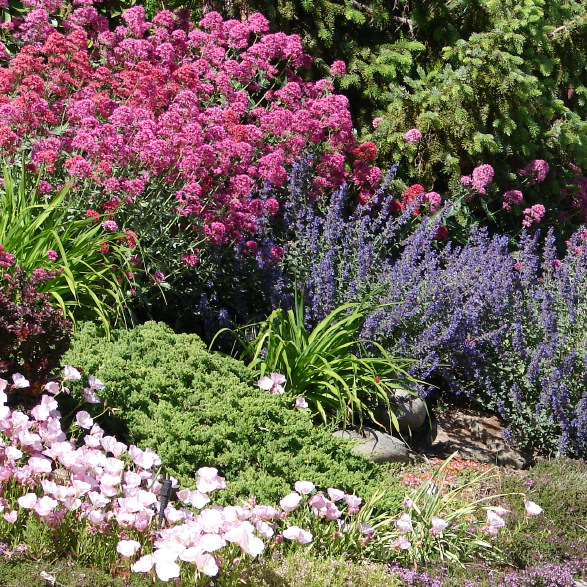 Transform your yard, water bill, and wallet with our Landscape Rebate ...