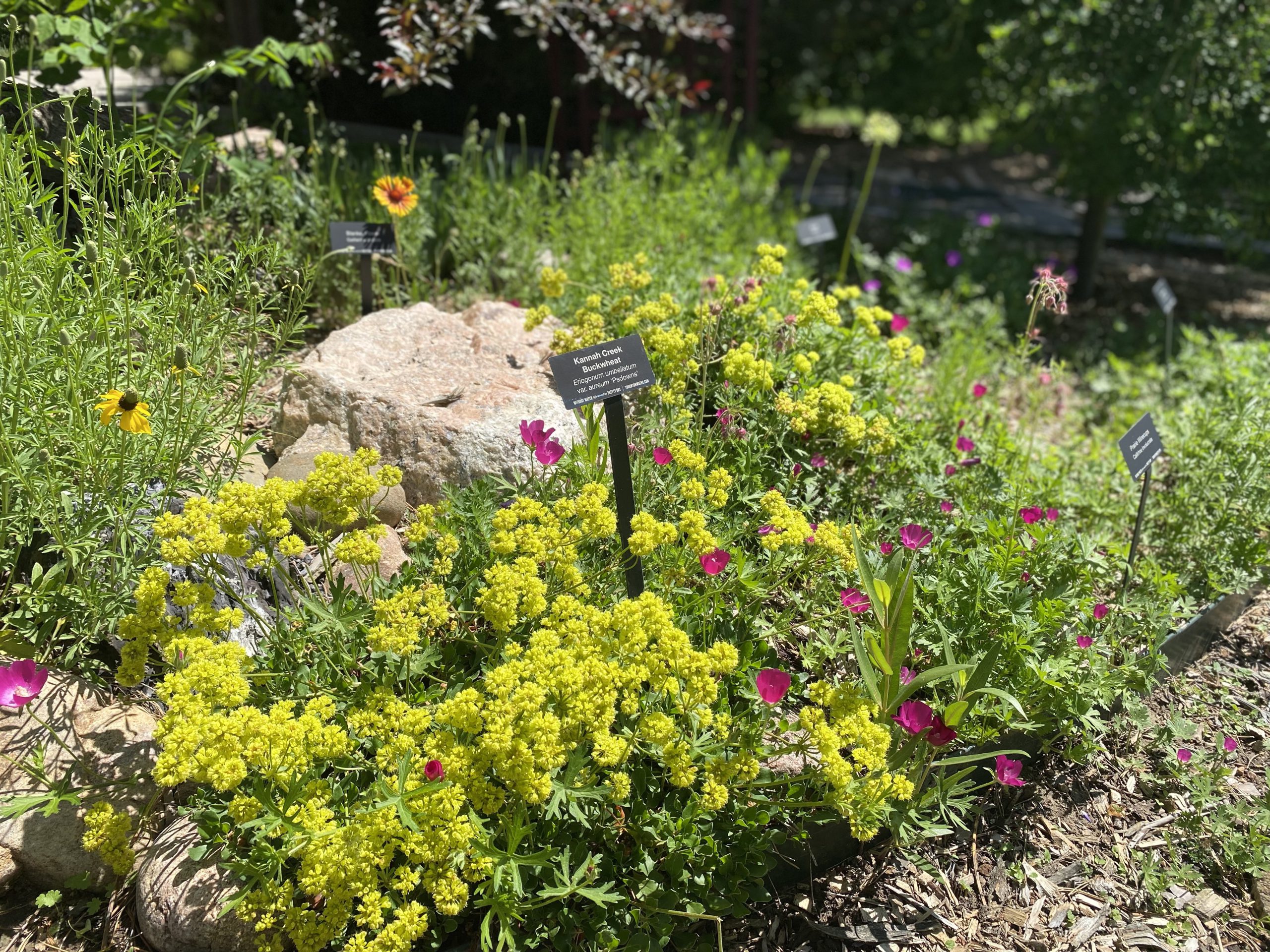 Yellow and purple flowers grow on a light green bush next to a tan rock.