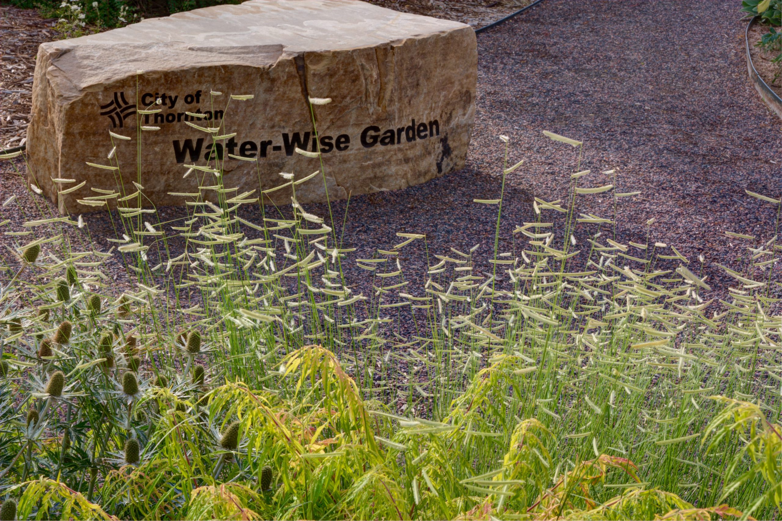 A tan stone bench labeled City of Thornton, Water-Wise garden sits in crushed gravel surrounded by natural grasses and shrubs.