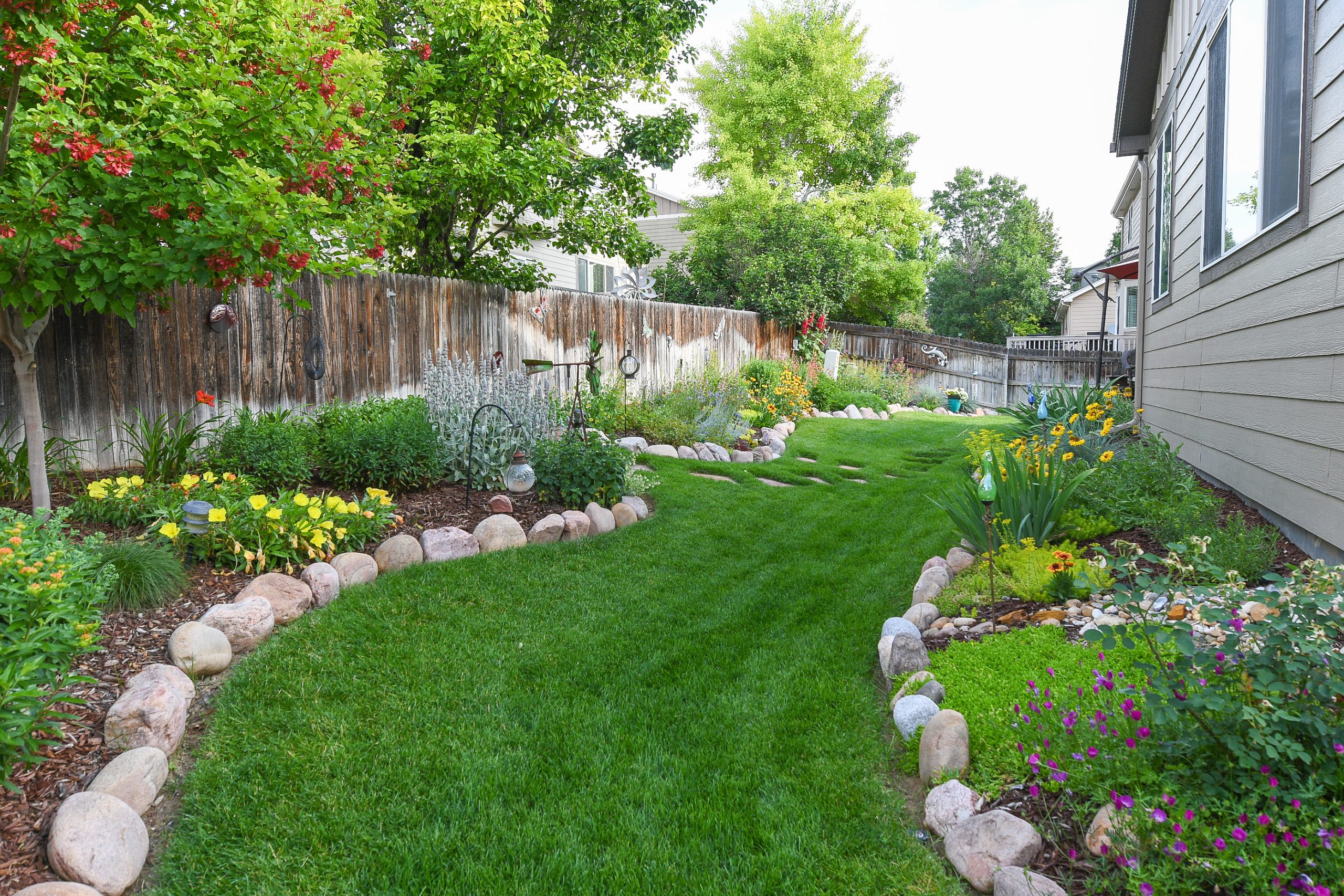 Green lawn path outlined by rocks, mulch and water-wise flowers and plants. To the right, there is a grey house. To the left, there is a wooden fence and large, green trees.