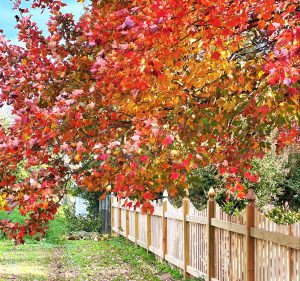 Backyard corner with green grass and trees with orange and red leaves above a wooden fence, with fallen leaves on the ground.