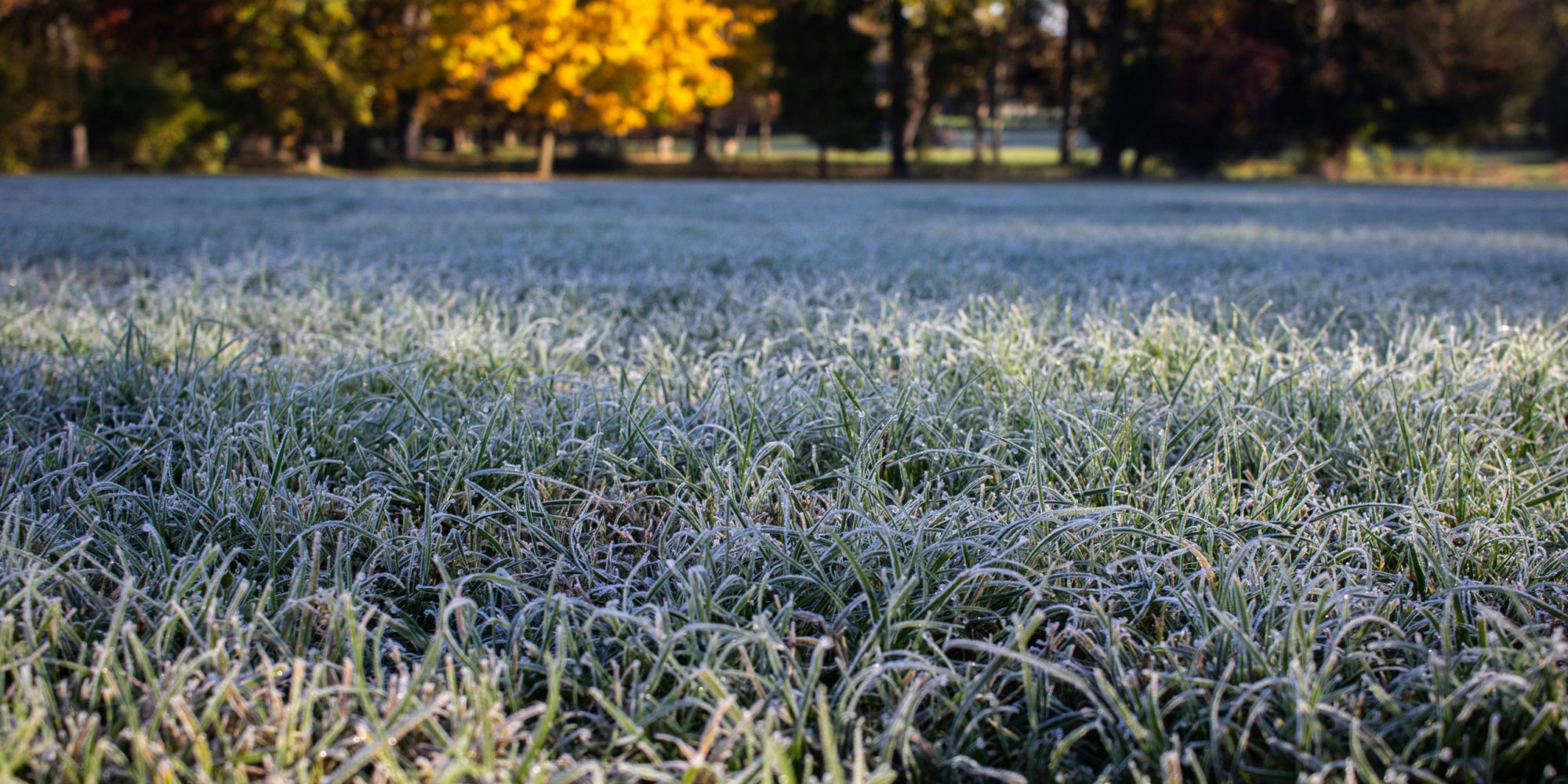 Frosted green grass yard with fall trees in the background. 