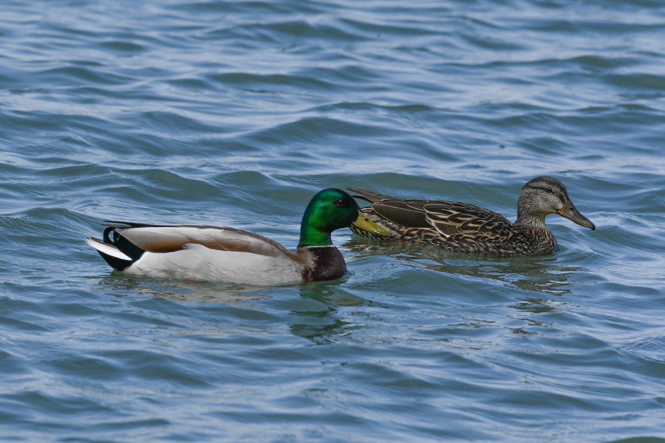 Green, grey and brown duck with yellow beak and a ark brown and yellow duck floating in blue water.